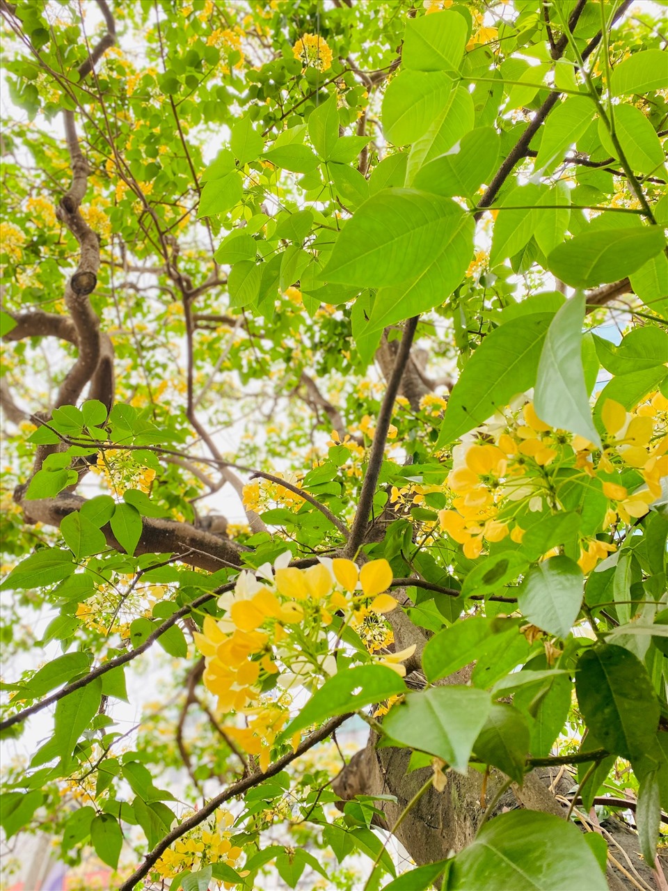 Cây hoa bún còn có tên khác là Bạch hoa hay Màn Màn. Hoa nở mọc thành từng chùm to phía đầu cành, có màu vàng, trắng, nhụy hoa có hình dáng giống với sợi bún, mỗi chùm hoa giống như một con bún.