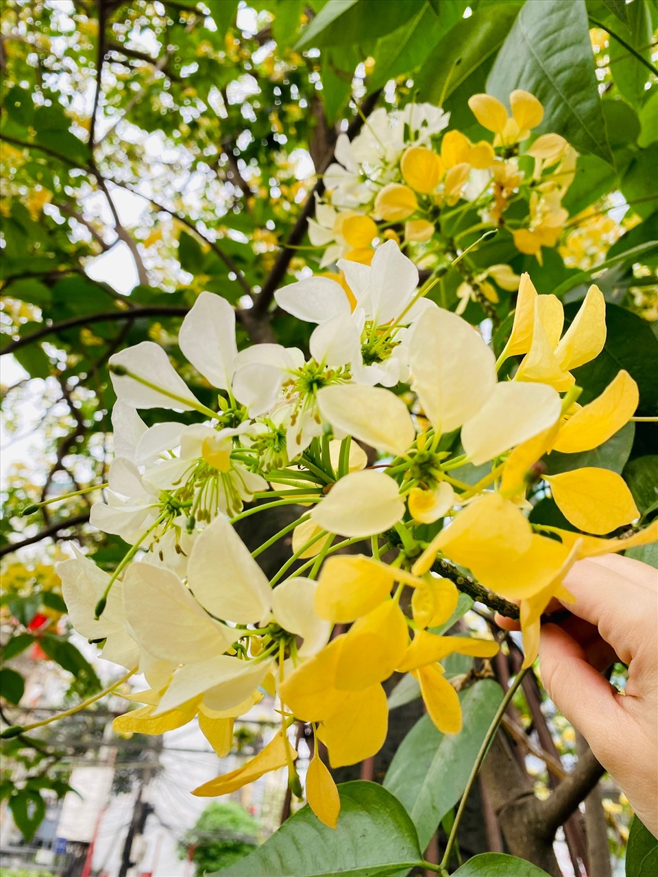 Hoa bún thường nở vào cuối tháng 3 hoặc đầu tháng 4 dương lịch và tàn dần trong 1 tháng.