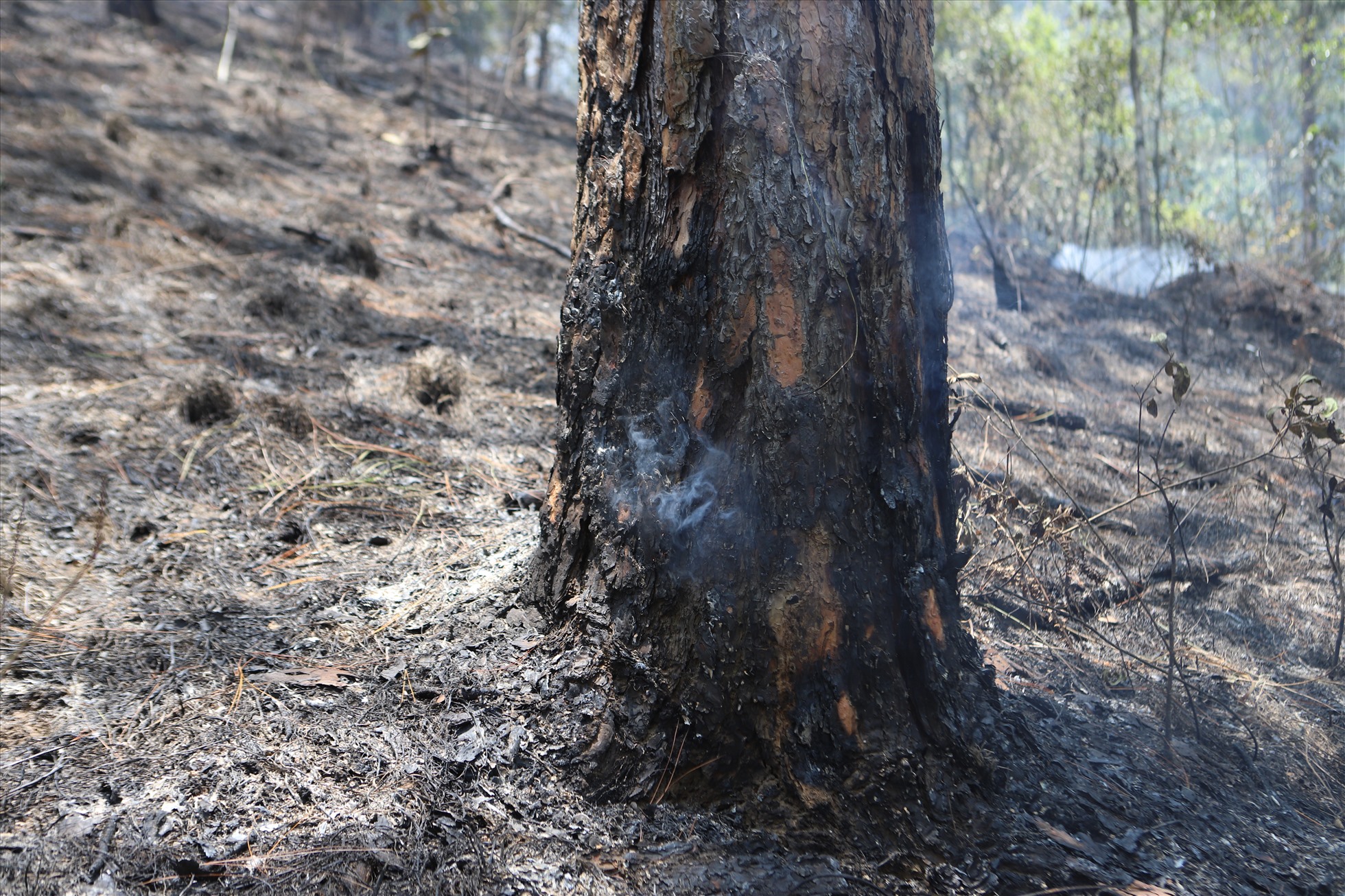 Khoảng 150 người được huy động dập lửa, cứu cánh rừng thông. Ảnh: Hữu Long