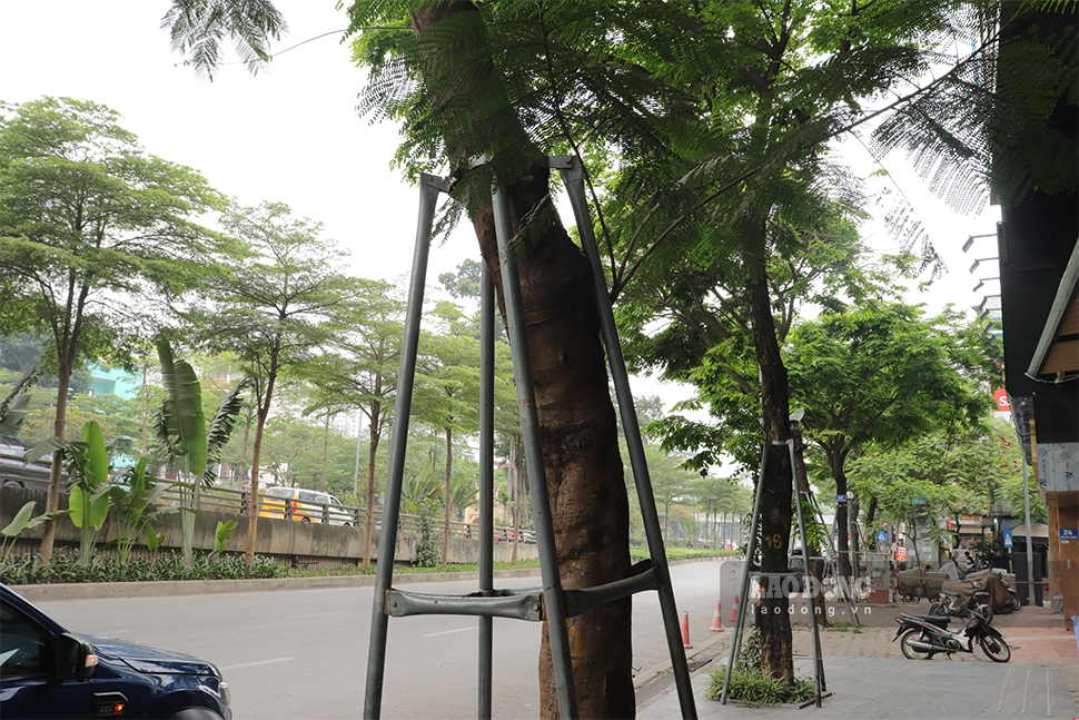 Tuy nhiên, theo ghi nhận của phóng viên báo Lao Động, tình trạng gông sắt “siết cổ” cây xanh vẫn còn xuất hiện ở một số nơi và chưa thực hiện việc nơi lỏng.