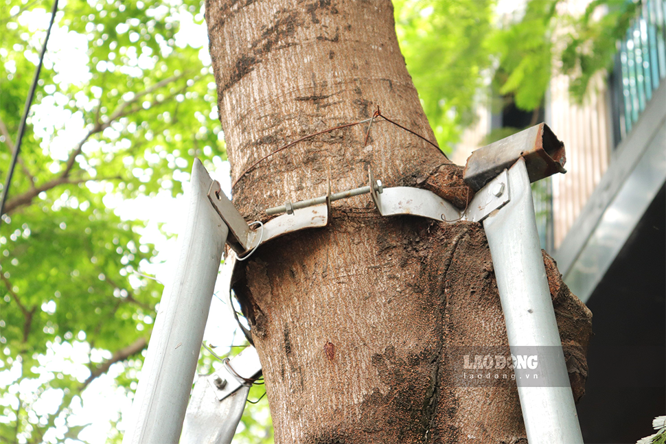 Một số cây xanh trên đoạn đường Võ Chí Công vẫn chịu tình trạng gông sắt siết chặt thân cây.