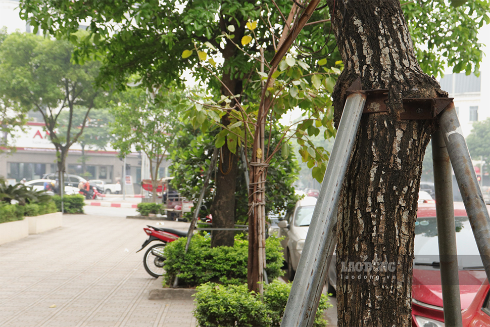 Tại khu đô thị Văn Phú - Hà Đông cũng xuất hiện nhiều trưởng hợp cây bị “siết cổ“.