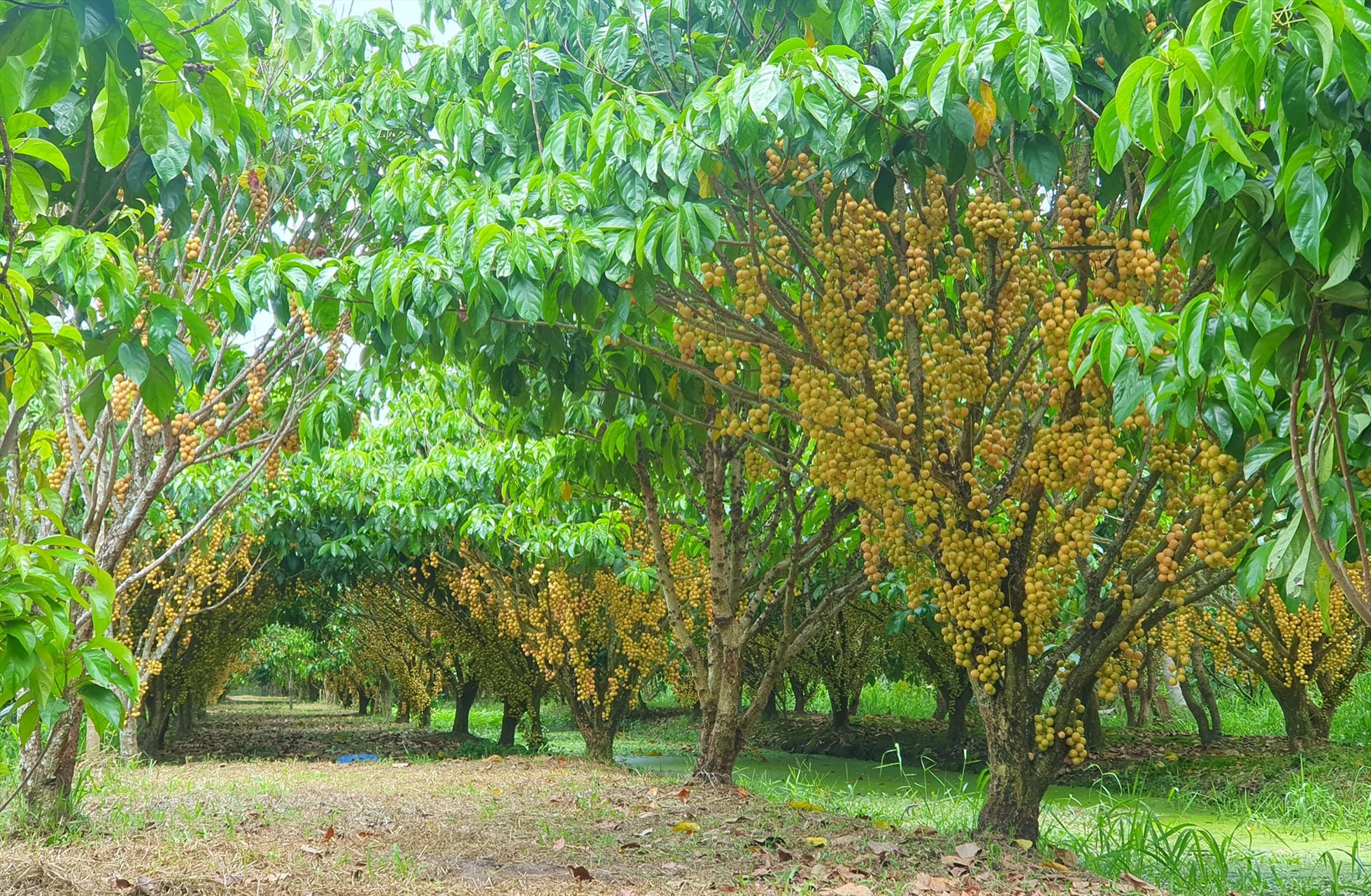 Dâu da vàng từ khi trồng đến cho quả khoảng 3 - 4 năm, nhưng về sau thì trái sẽ sai hơn. Khi hết mùa khách tham quan, chủ vườn mới bẻ trái bán cho thương lái, giá dao động từ 10.000 - 20.000 đồng/kg.