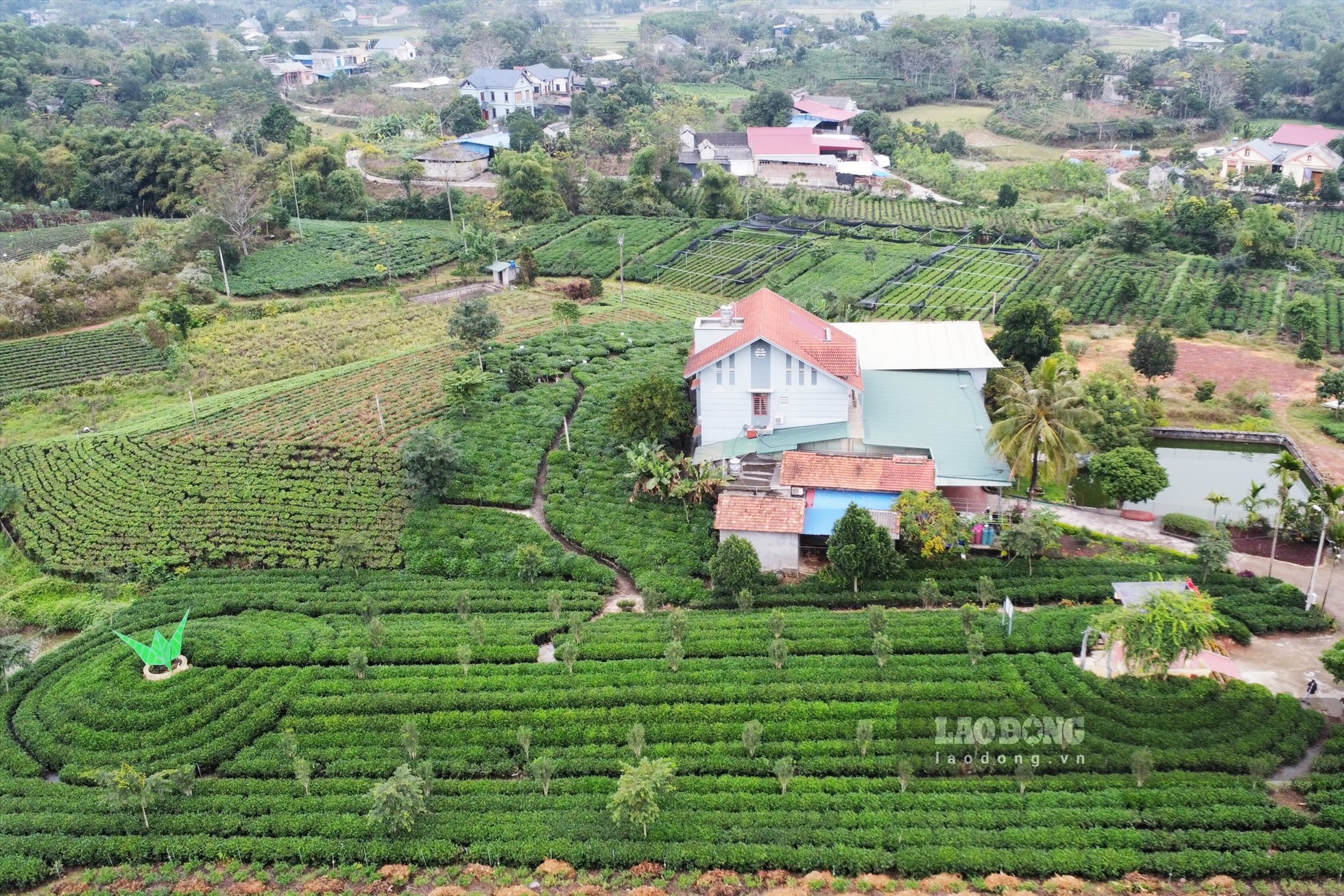 Vùng đất Tân Cương bạt ngàn chè.