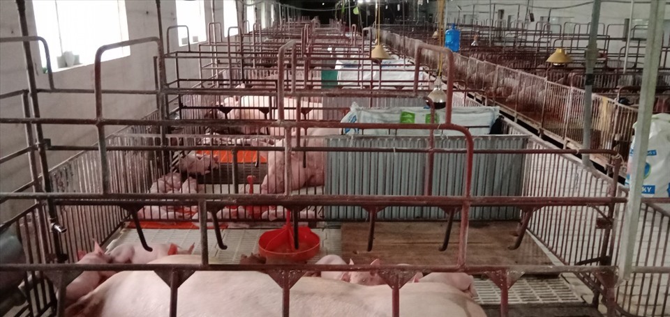 Người chăn nuôi lợn gặp nhiều khó khăn thời gian qua. ảnh Vũ Long