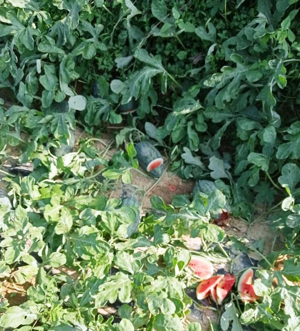 Nhóm thiếu niên phá nát ruộng dưa hấu của dân để tìm trái chín. Ảnh: Công an huyện Trà Bồng.