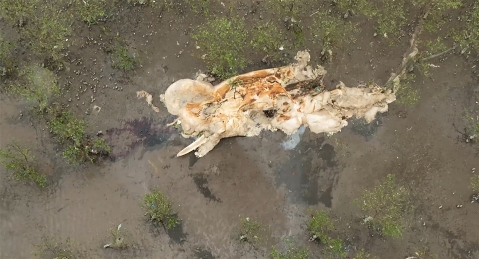 Xác cá voi đang trong quá trình phân hủy mạnh trôi vào bãi biển Thái Thượng lúc 1wh trưa nay 10.5. Ảnh: Cộng đồng Diêm Điền
