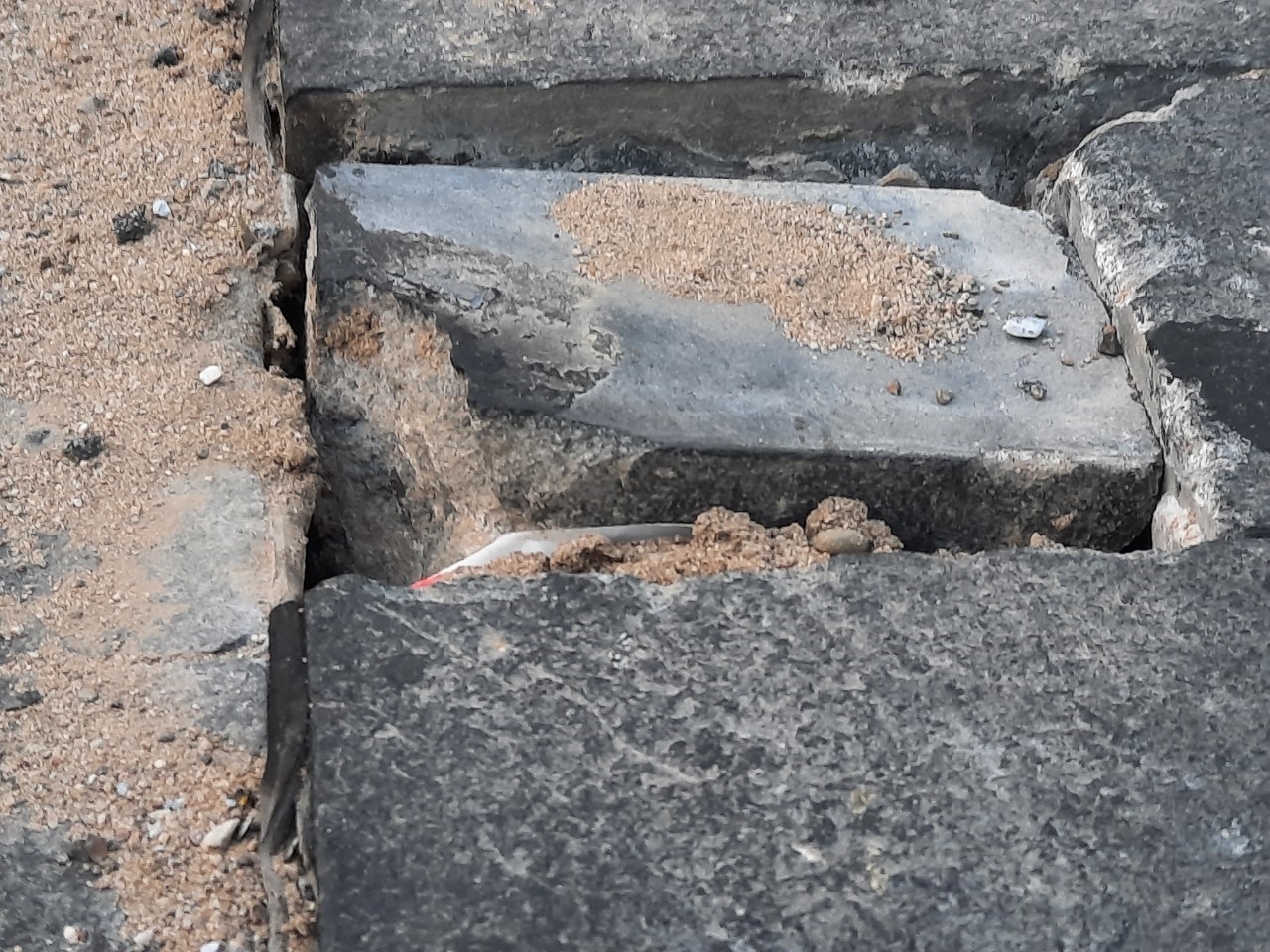 Mặc dù mới đưa vào sử dụng nhưng phố đi bộ Hai Bà Trưng ở TP.Huế (Thừa Thiên Huế) với vốn đầu tư gần 100 tỉ đồng đã xuất hiện tình trạng lớp đá lát mặt đường bị bong rộp khỏi bê tông nền.