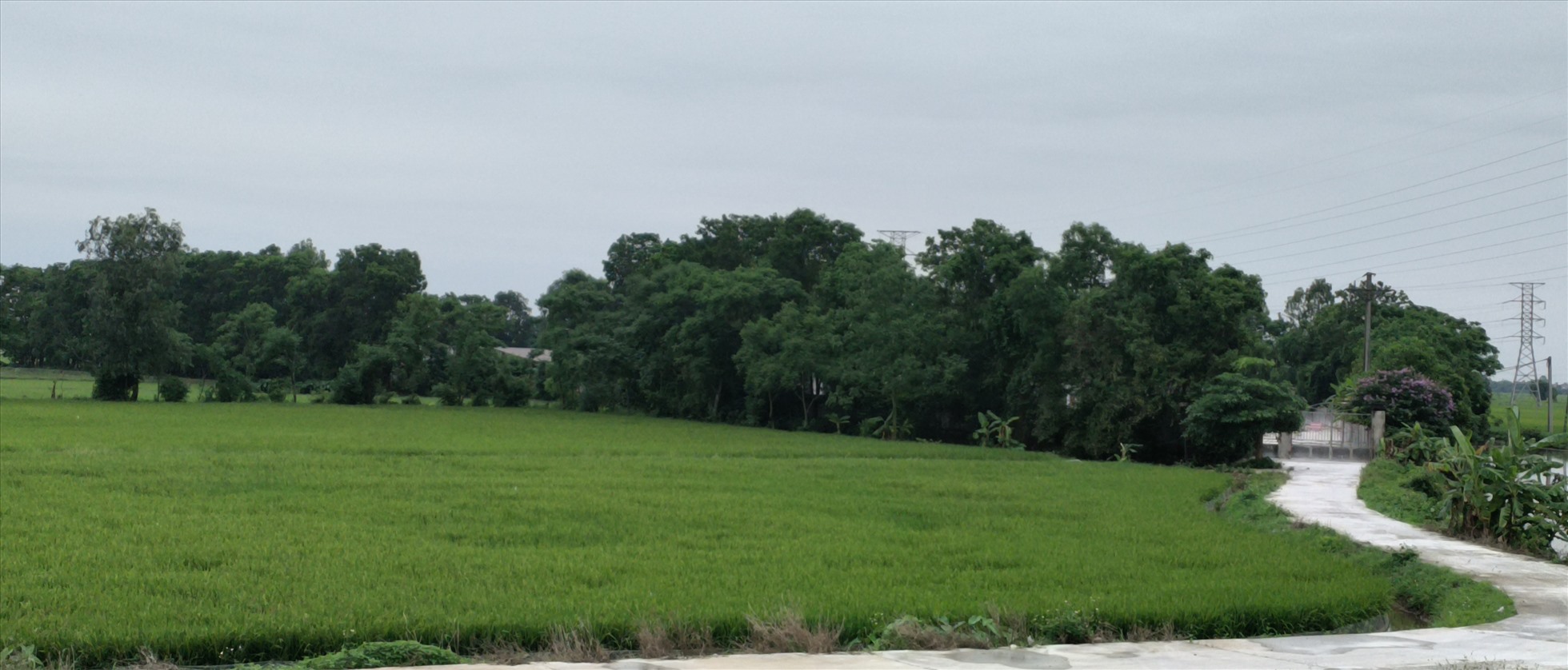Trang trại chăn nuôi nằm ở ngoài cánh đồng giáp ranh 3 xã Bình Minh, Thượng Hiền và An Bồi cũ.