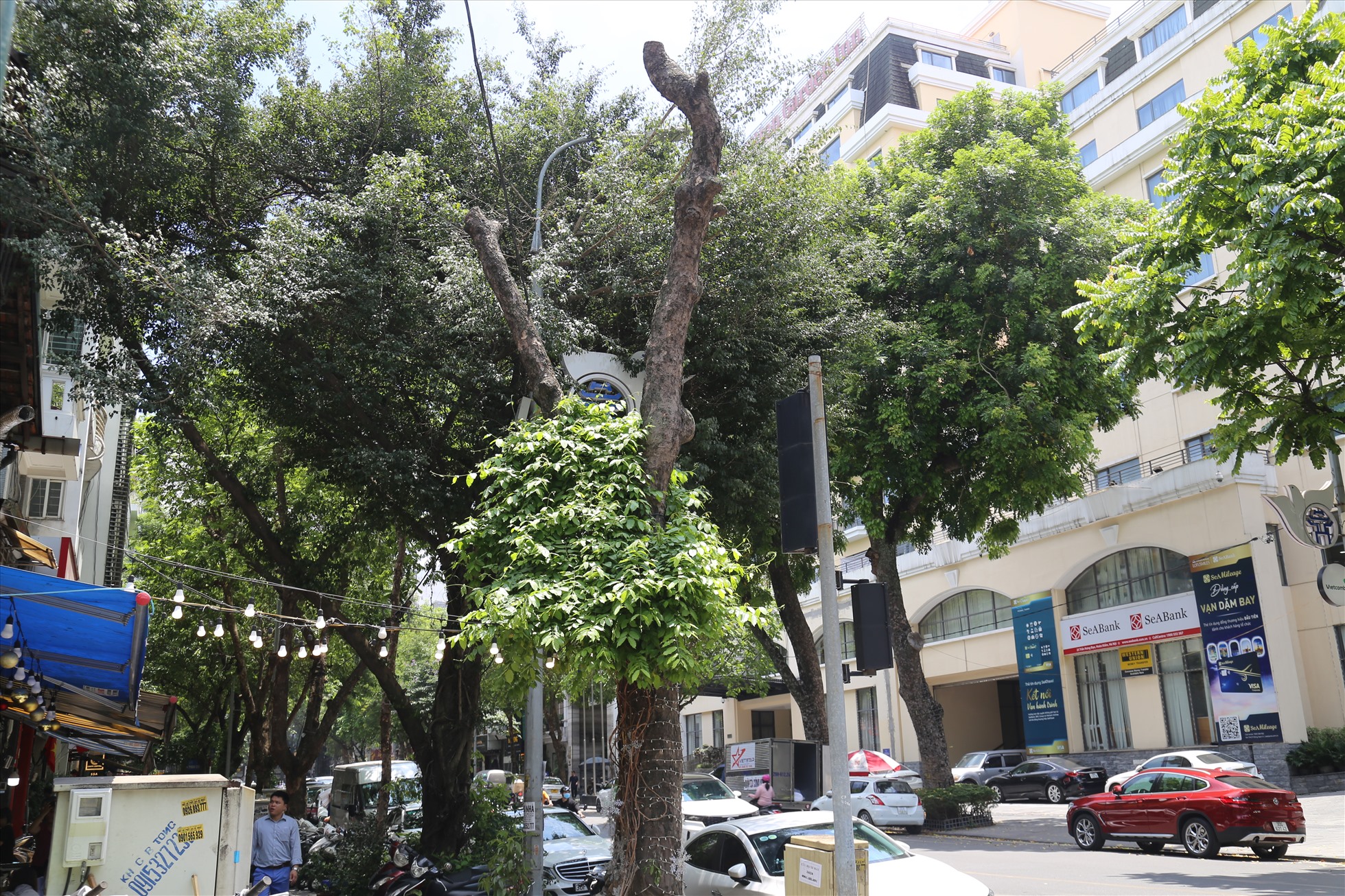 Gốc cây chết khô trở thành nơi neo đậu cho các cây khác cạnh số 23, phố Trần Hưng Đạo. Ảnh: Thùy Dung