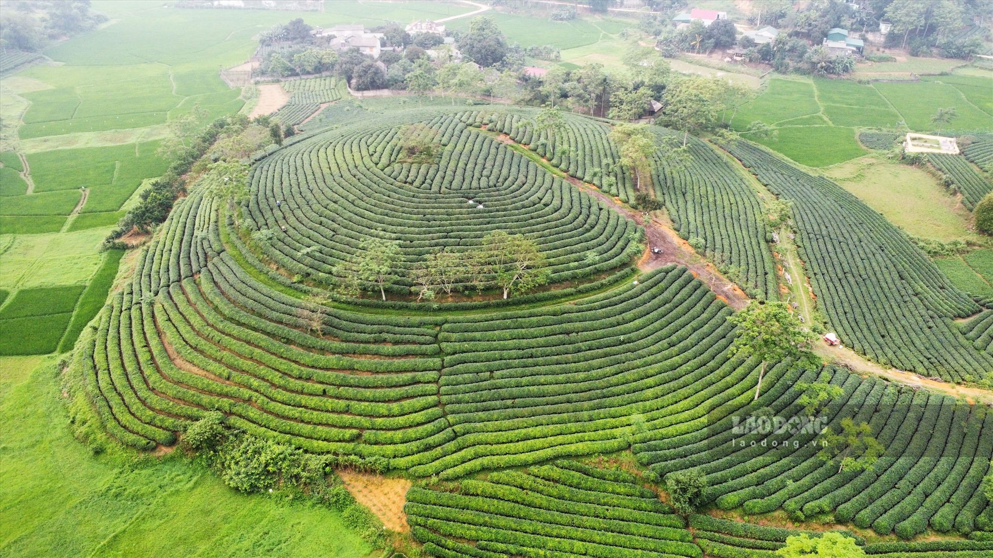 Những đồi chè xanh ở Mỹ Bằng (huyện Yên Sơn) một trong số các vùng chuyên sản xuất chè của tỉnh Tuyên Quang, với hình thù độc đáo, mang vẻ đẹp của thiên nhiên được người nông dân tốn nhiều năm để chăm sóc, tạo hình.
