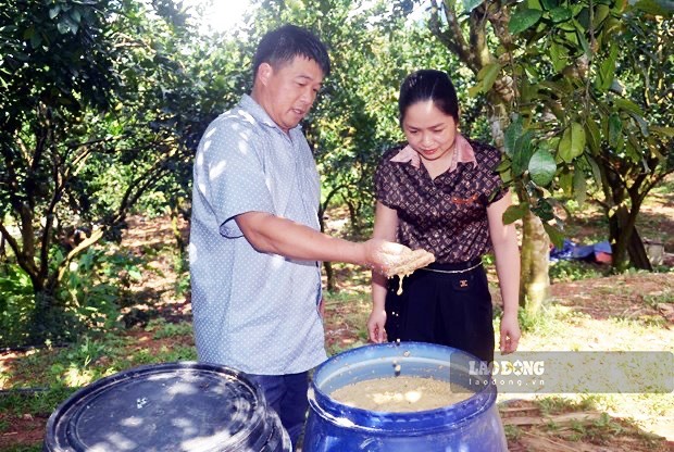 Người trồng bưởi Soi Hà (Yên Sơn, Tuyên Quang) tự ủ phân hữu cơ để bón cho cây, đảm bảo quy trình sạch.