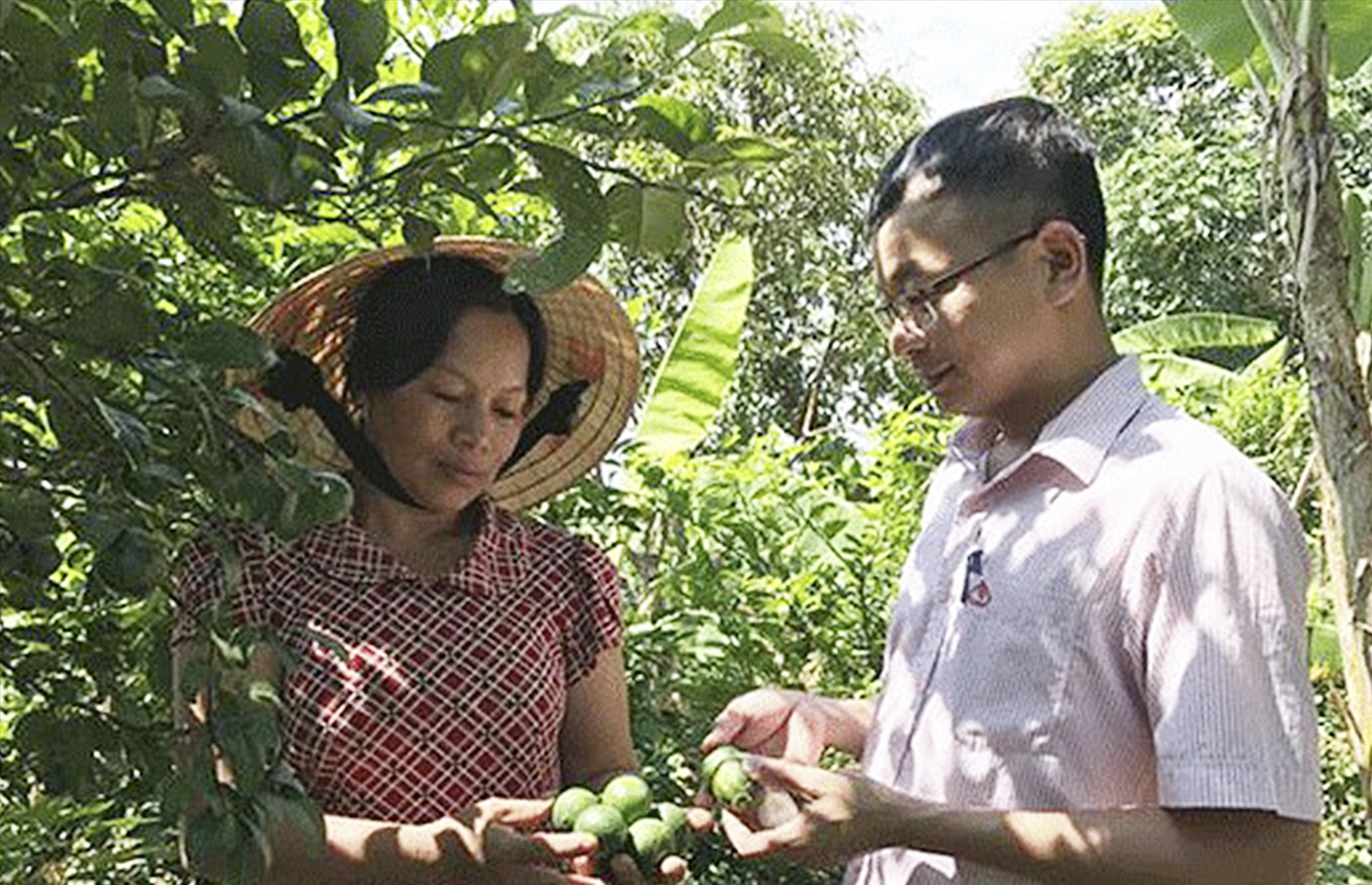 Nông dân xã Nam Nghĩa vay vốn chính sách mở rộng diện tích trồng chanh không hạt. Ảnh: Việt Hải