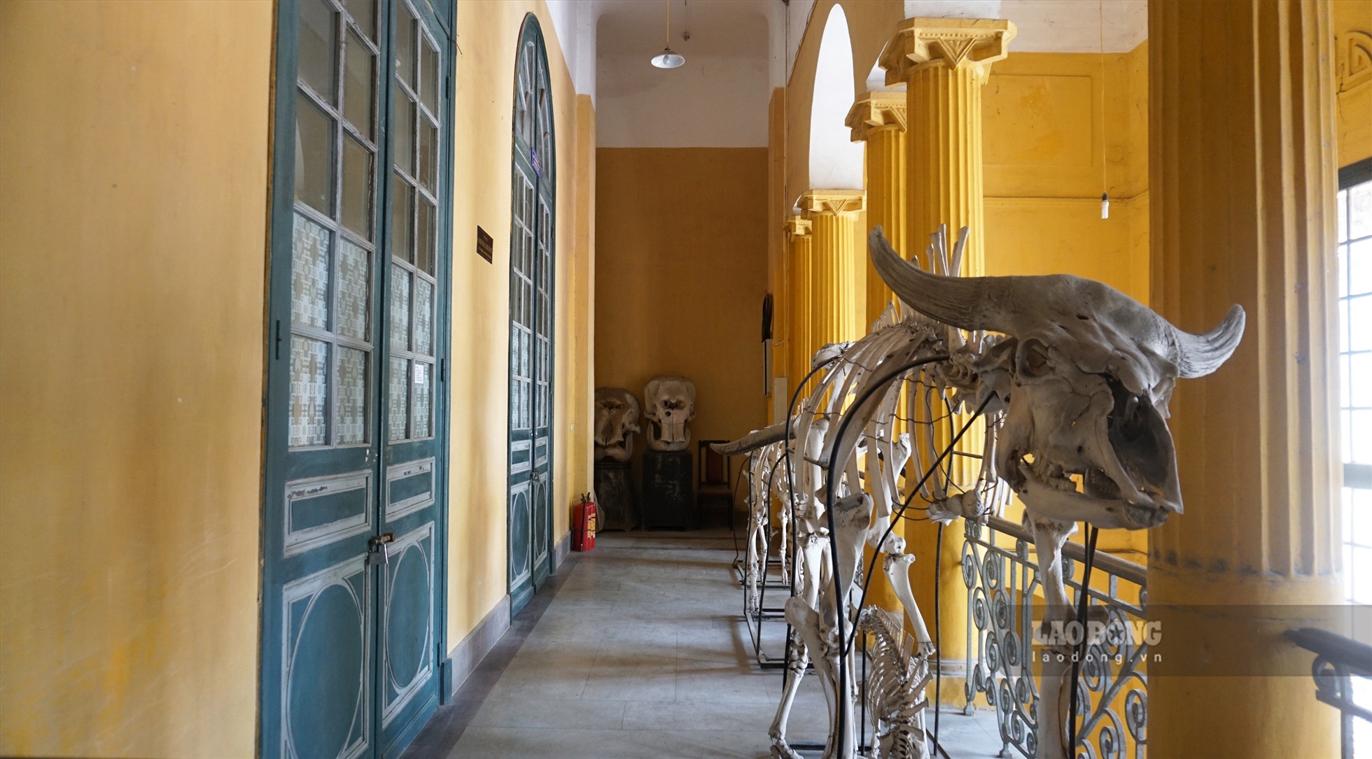 bảo tàng Sinh học độc đáo, là nơi lưu trữ và bảo tồn khoảng 65.000 mẫu động, thực vật từ cuối thế kỷ XIX cho đến nay. Ban quản lý trưng bày bộ sưu tập xương voi, trâu, bò… từ phía ngoài cửa, biến khu vực này thành địa điểm check-in thú vị.