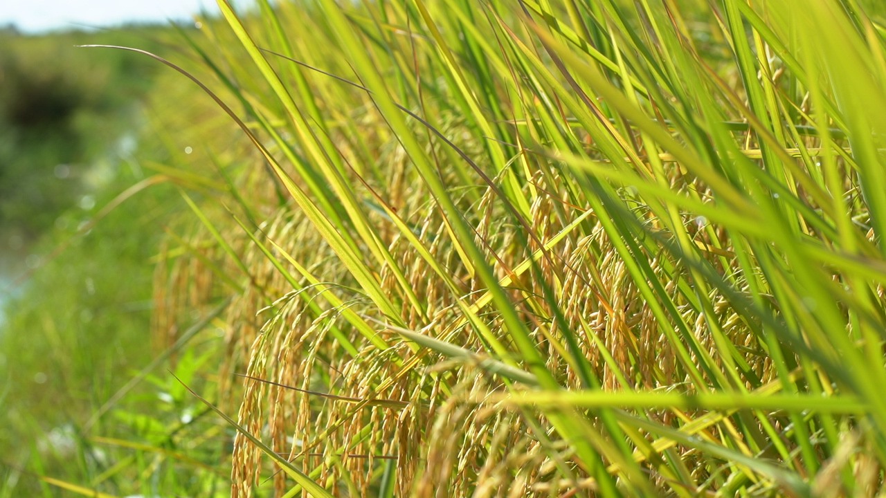 Chất lượng lúa gạo của Việt Nam được thế giới đánh giá cao. Ảnh: Tân Long