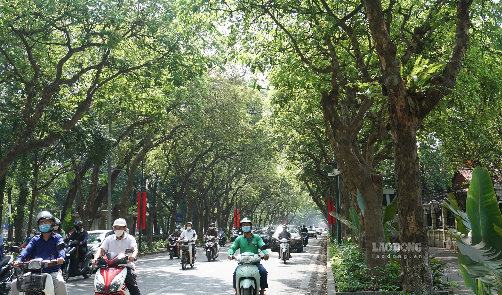 Hàng cây xanh cổ thụ ôm trọn không gian tuyến đường tạo cảm giác mát mẻ vào những ngày hè oi bức.