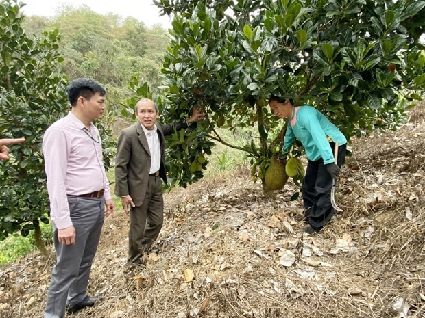 Nhờ vốn vay theo Nghị định số 28/2022/NĐ-CP, các hộ dân ở huyện Phong Thổ chuyển đổi diện tích đất kém hiệu quả sang trồng cây ăn quả. Ảnh: TTXVN
