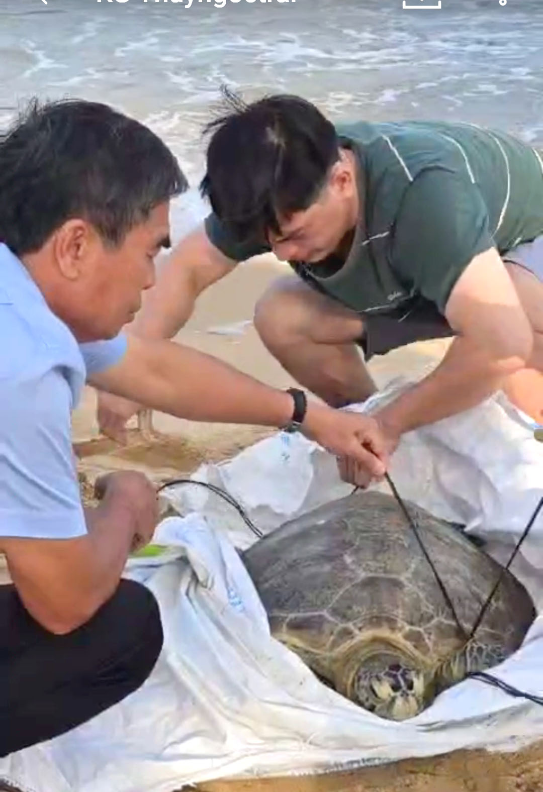 Ông Hồ Phi Thuỷ (trái ảnh) cùng cộng sự tháo dây trước khi thả rùa biển về lại biển Phú Quốc. Ảnh: NVCC