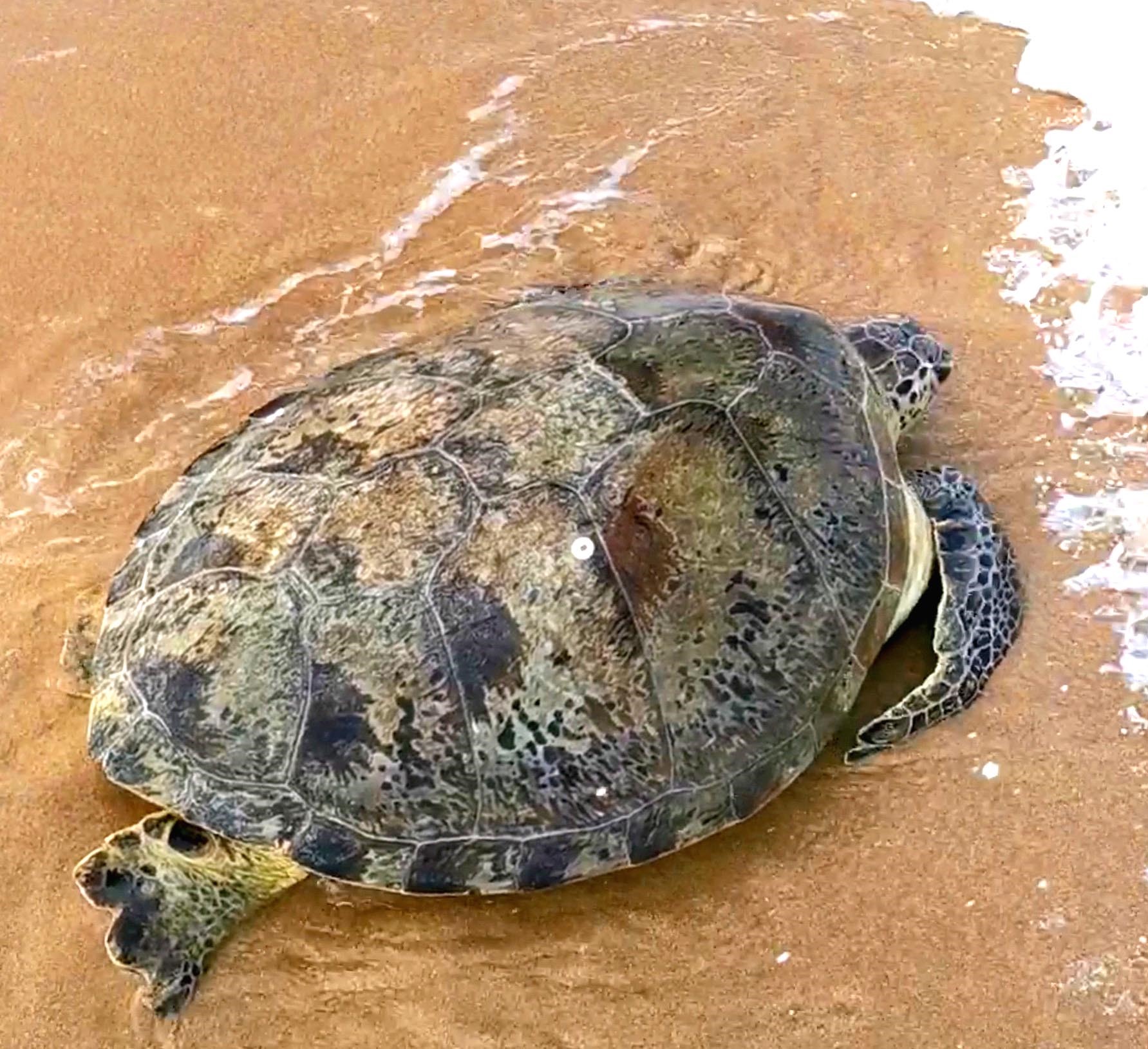 Cận cảnh con rùa biển được giải cứu về lại vùng biển Phú Quốc. Ảnh: Ngọc Nguyên