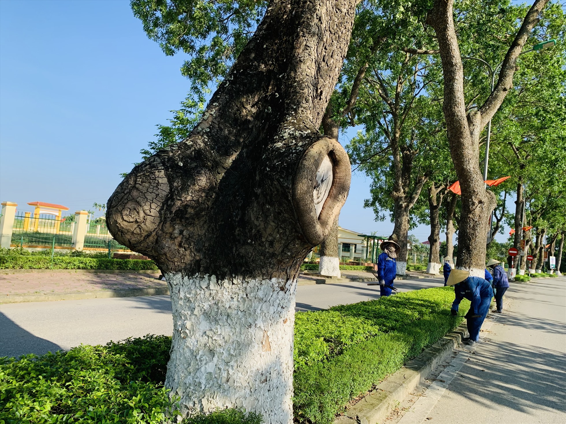 Việc chăm sóc cho cây được tiến hành thường xuyên, đảm bảo điều kiện sinh trưởng tốt nhất cho hàng xà cừ cổ thụ. Ảnh: Quỳnh Trang