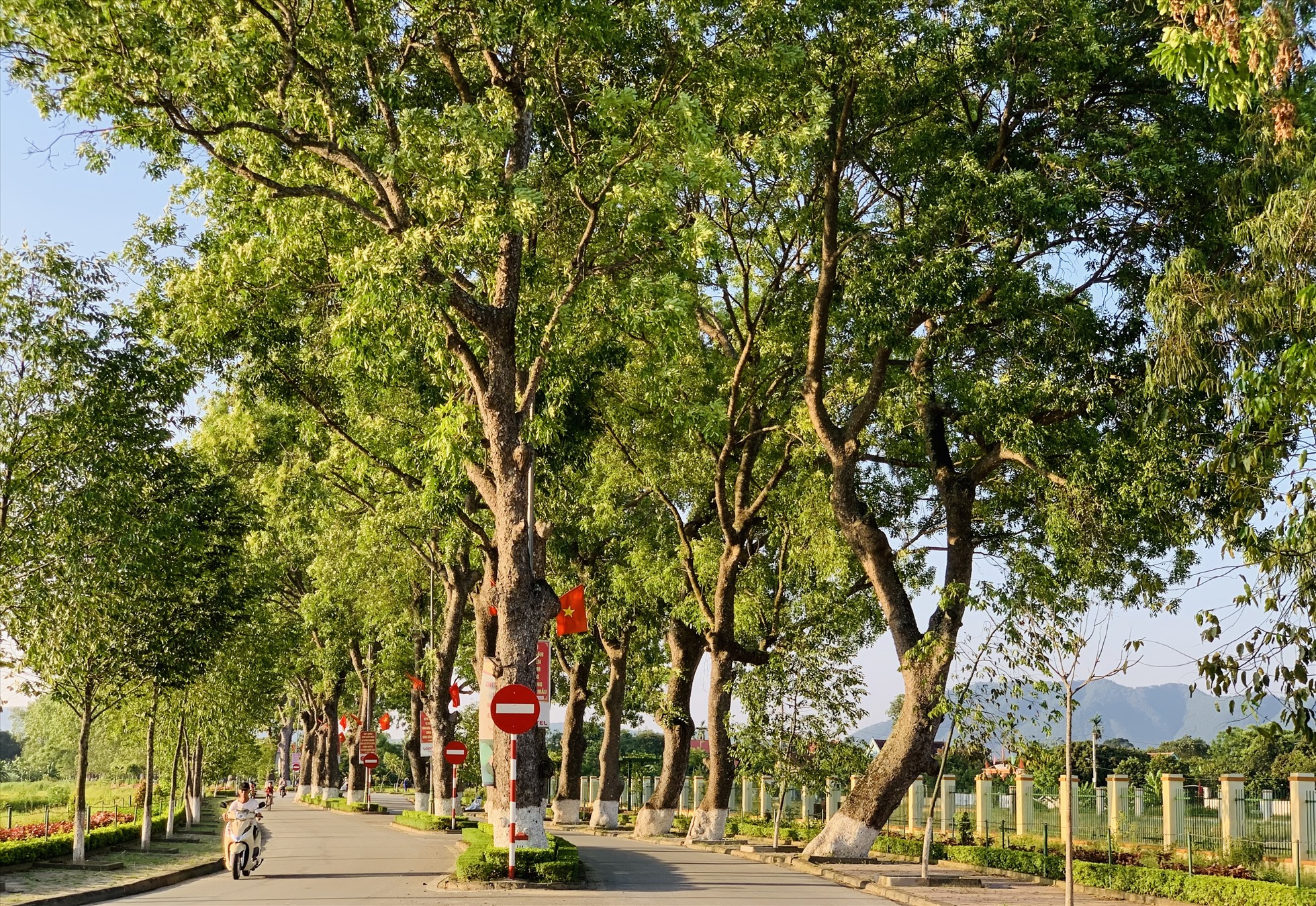 Hàng trăm cây cổ thụ được trồng từ những năm 1960 sau lời kêu goi “Tết trồng cây” của Bác Hồ. Ảnh: Quỳnh Trang