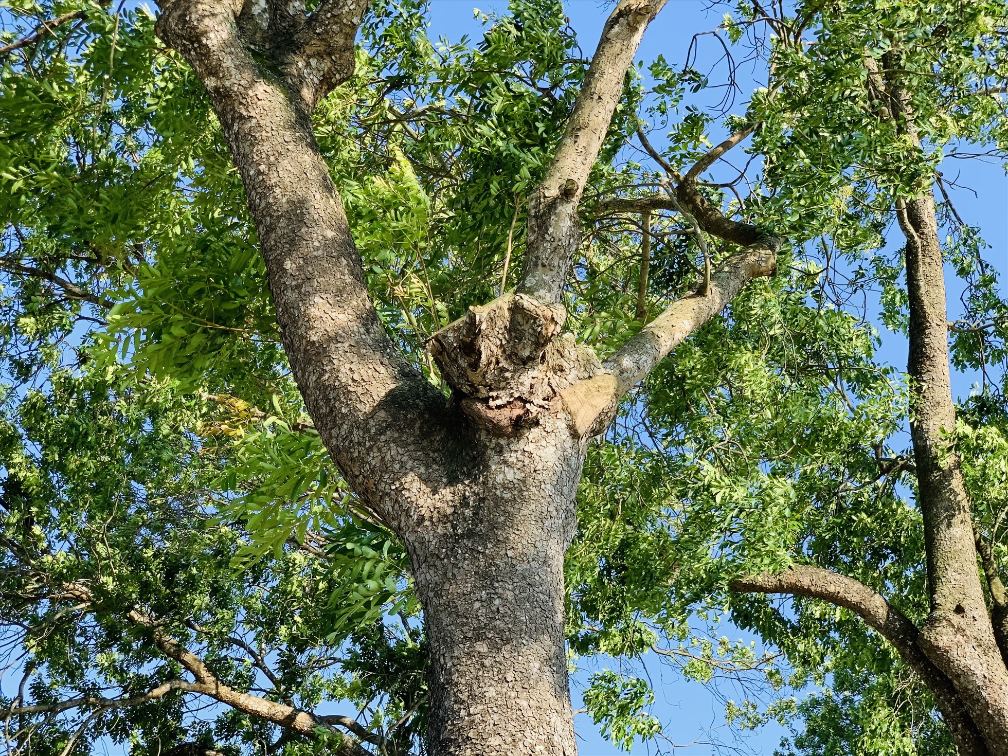 Mỗi năm, trước mùa mưa bão, Ban quản lý khu di tích sẽ cắt tỉa cây để đảm bảo an toàn. Bởi thế, nhiều năm qua chưa có cây nào bị gãy đổ. Ảnh: Quỳnh Trang