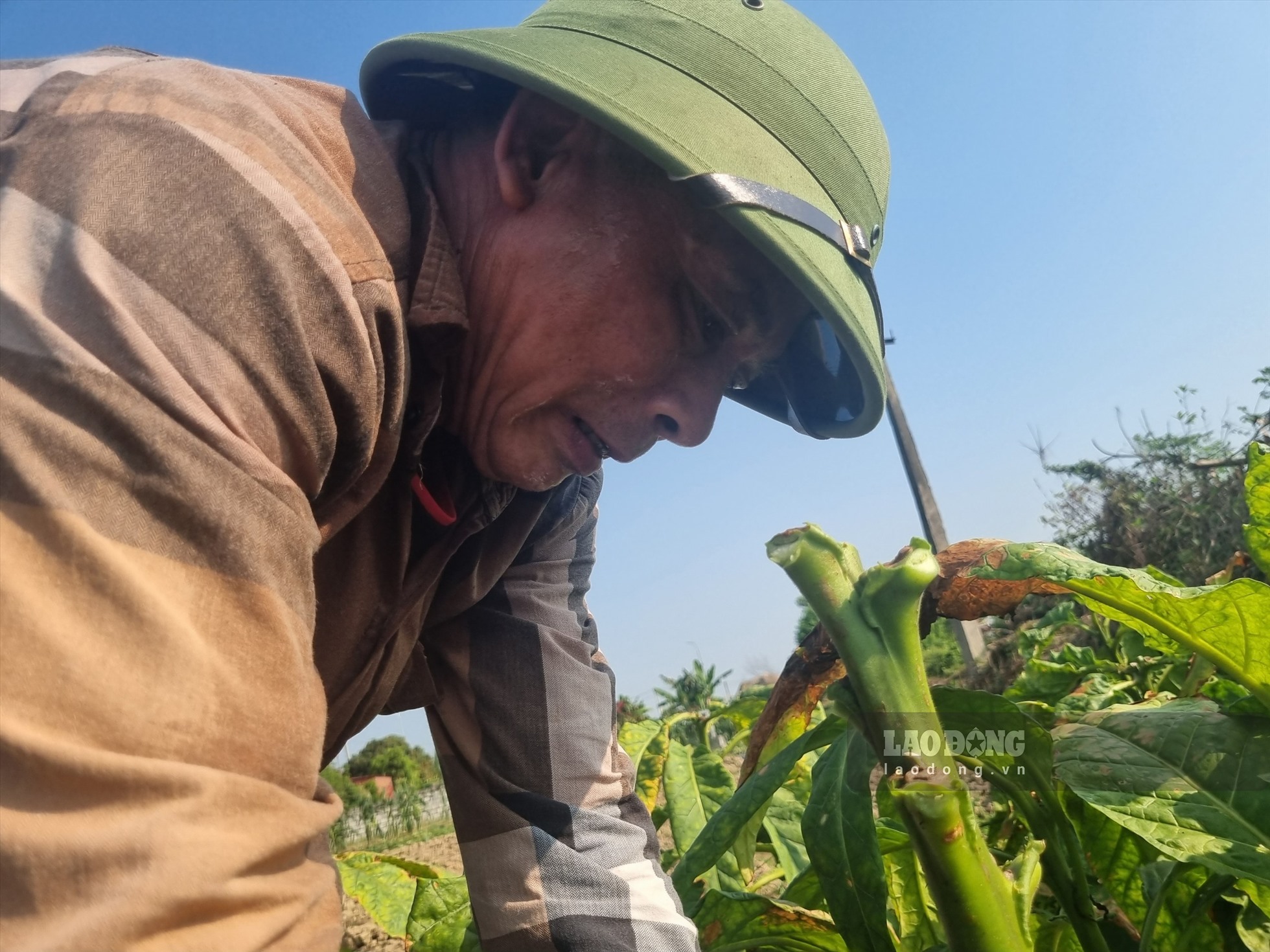 Đã quen với công việc đồng áng, nhiều người đàn ông chỉ đội mũ, không che chắn làm việc dưới cái nắng 40 độ ngoài đồng.