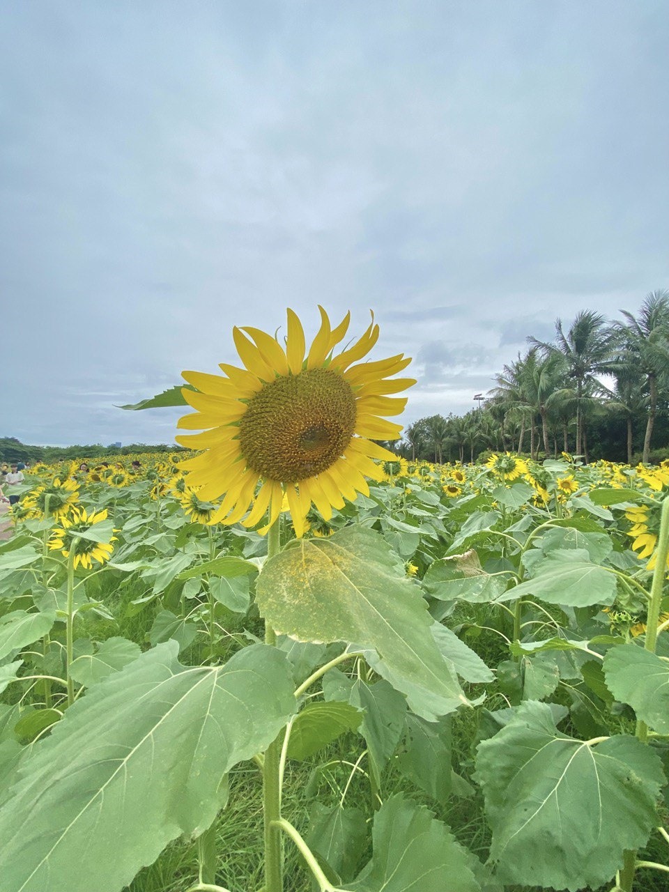 Khu vườn hoa hướng dương tọa lạc trên một ngọn đồi thoai thoải, cạnh một hồ nước rộng, phía xa xa thấp thoáng những tòa chung cư cao tầng.