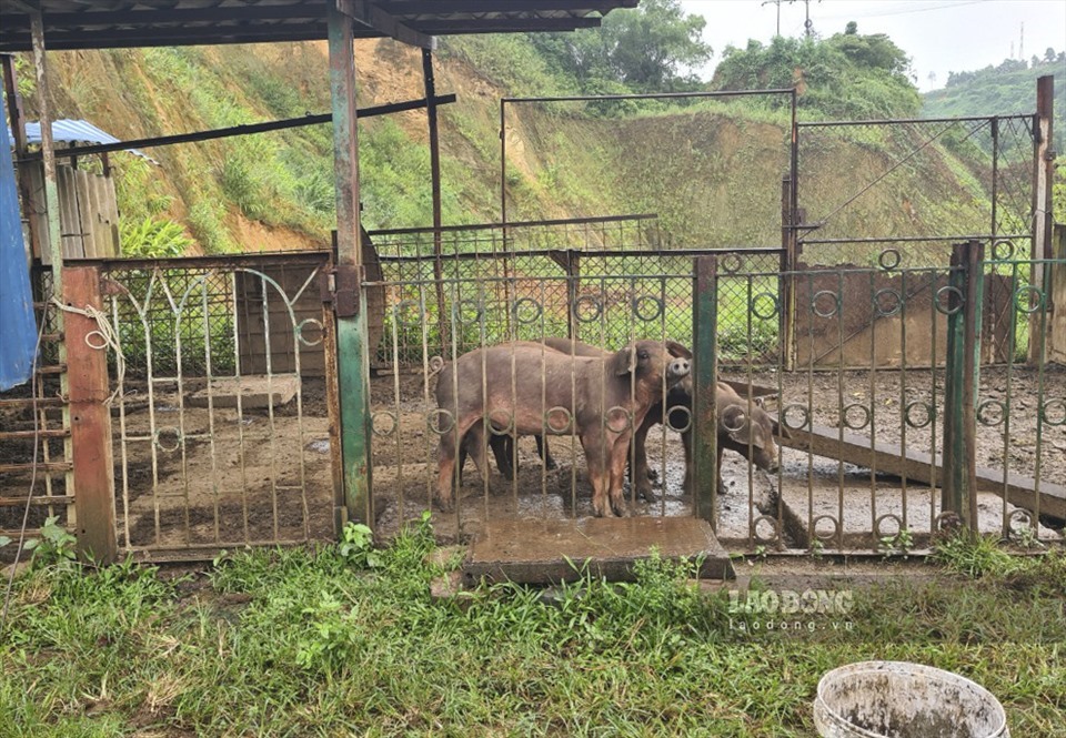 Dự án nghỉ dưỡng - nơi xảy ra vi phạm giờ là bãi đất hoang, vẫn có người canh gác và được sử dụng để chăn nuôi vài con lợn.