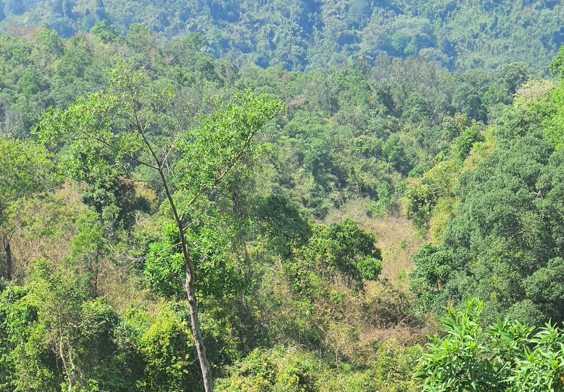 Khu vực rừng tại xã Lộc Bảo nghi hổ xuất hiện. Ảnh: Bảo Lâm