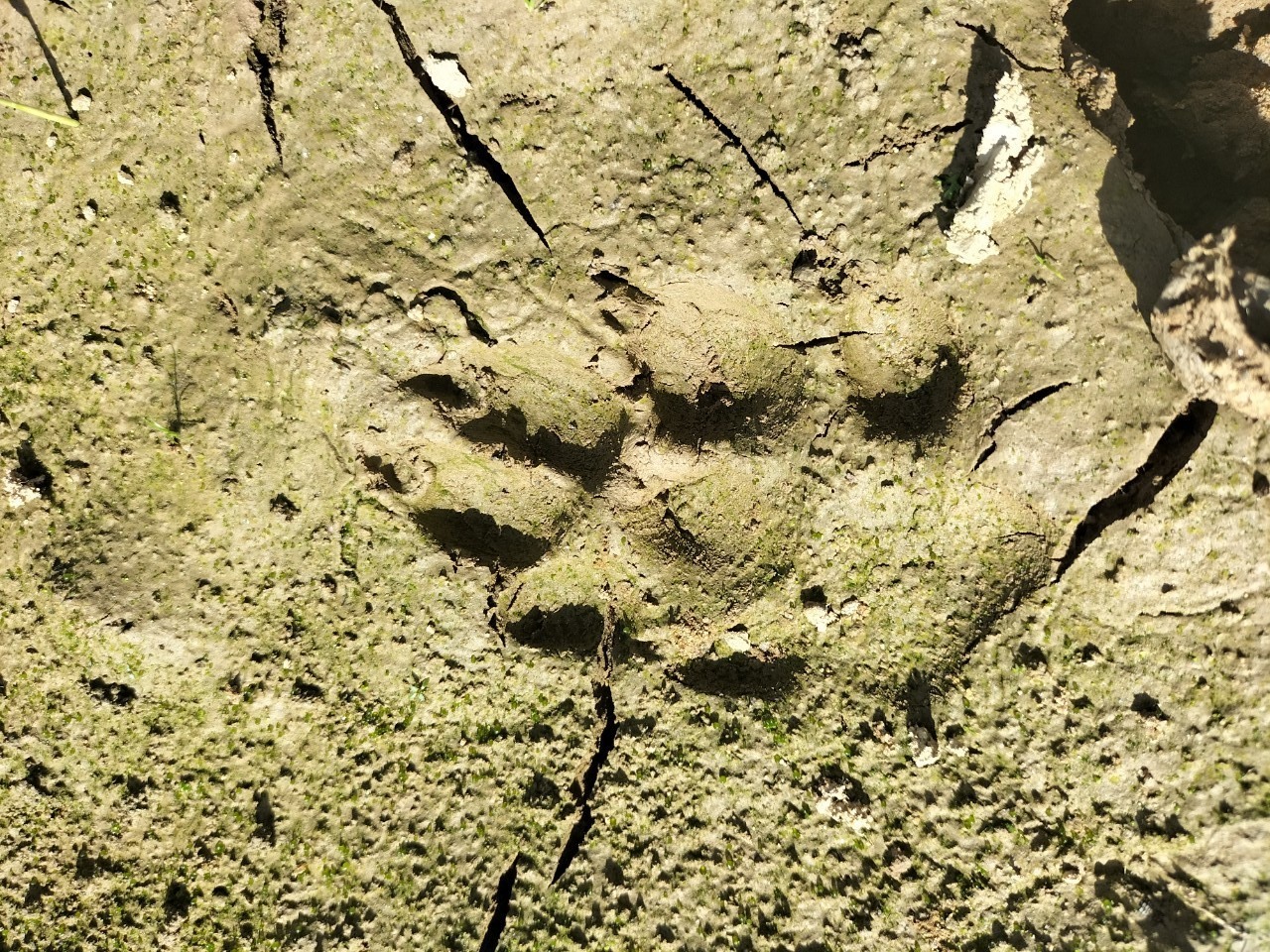 Dấu chân động vật rừng để lại tại hiện trường nghi xuất hiện hổ. Ảnh: Bảo Lâm