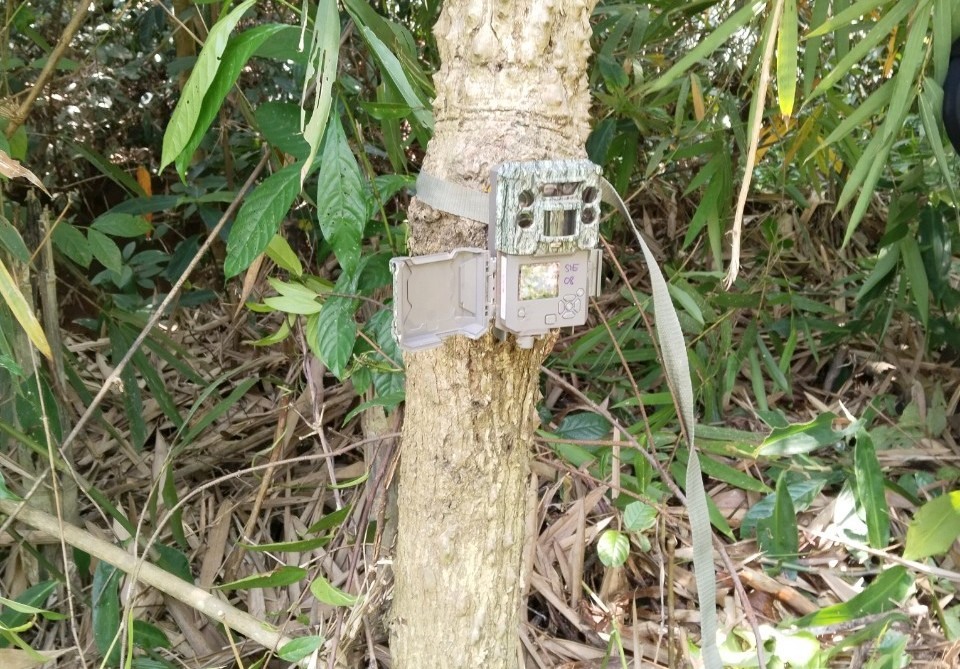 Cơ quan chức năng đặt bẫy ảnh để xác minh thông tin nghi hổ xuất hiện tại rừng cao su ở xã Lộc Bảo, huyện Bảo Lâm