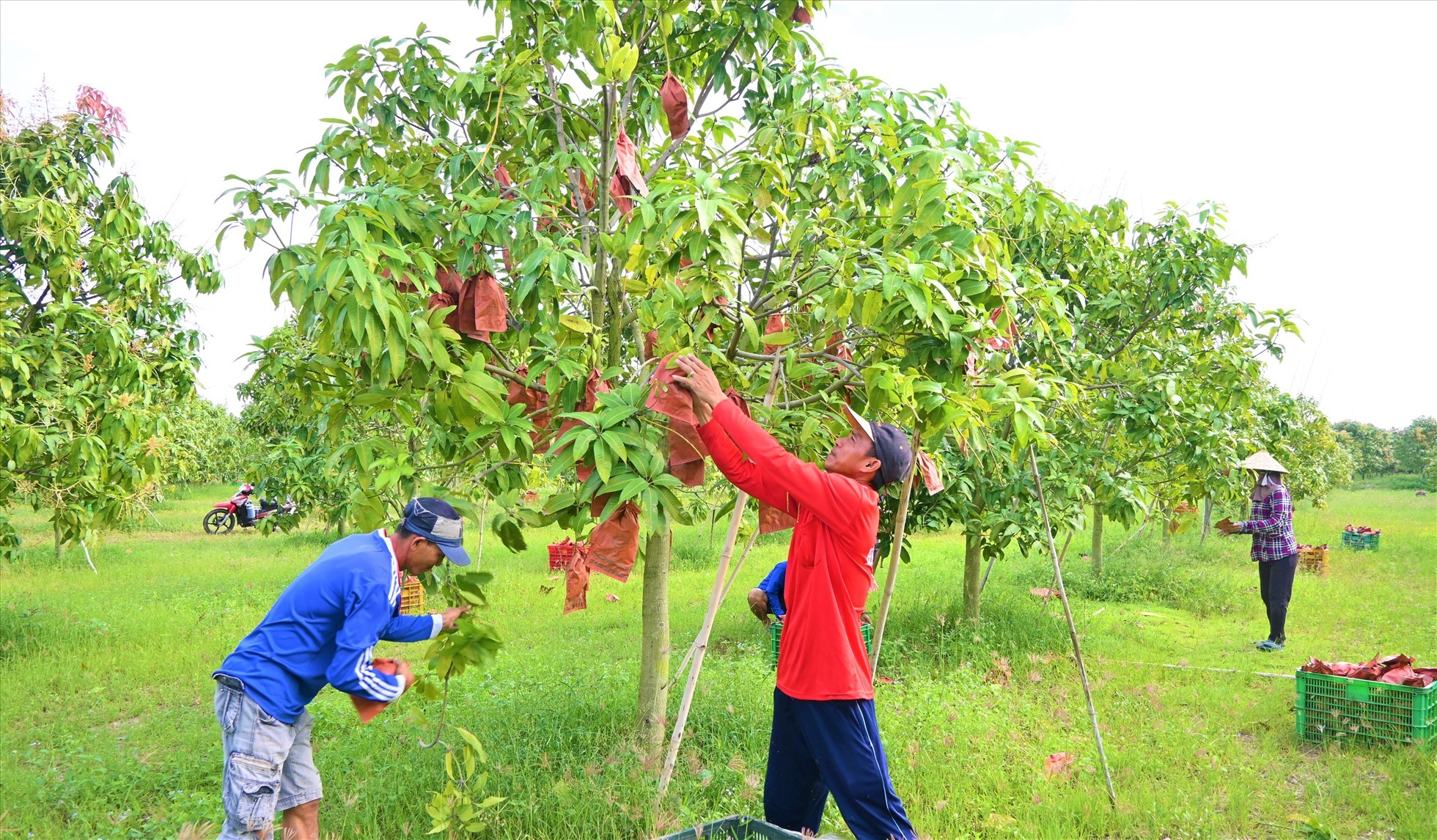 Công nhân thu hoạch xoài keo trên địa bàn huyện An Phú, tỉnh An Giang. Ảnh: Thành Nhân
