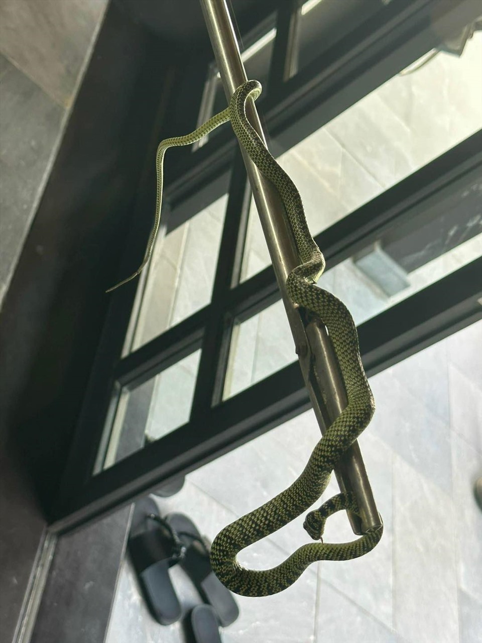 Rắn xuất hiện ở resort 5 sao khiến du khách tá hỏa. Ảnh: Quê mình Quảng Nam