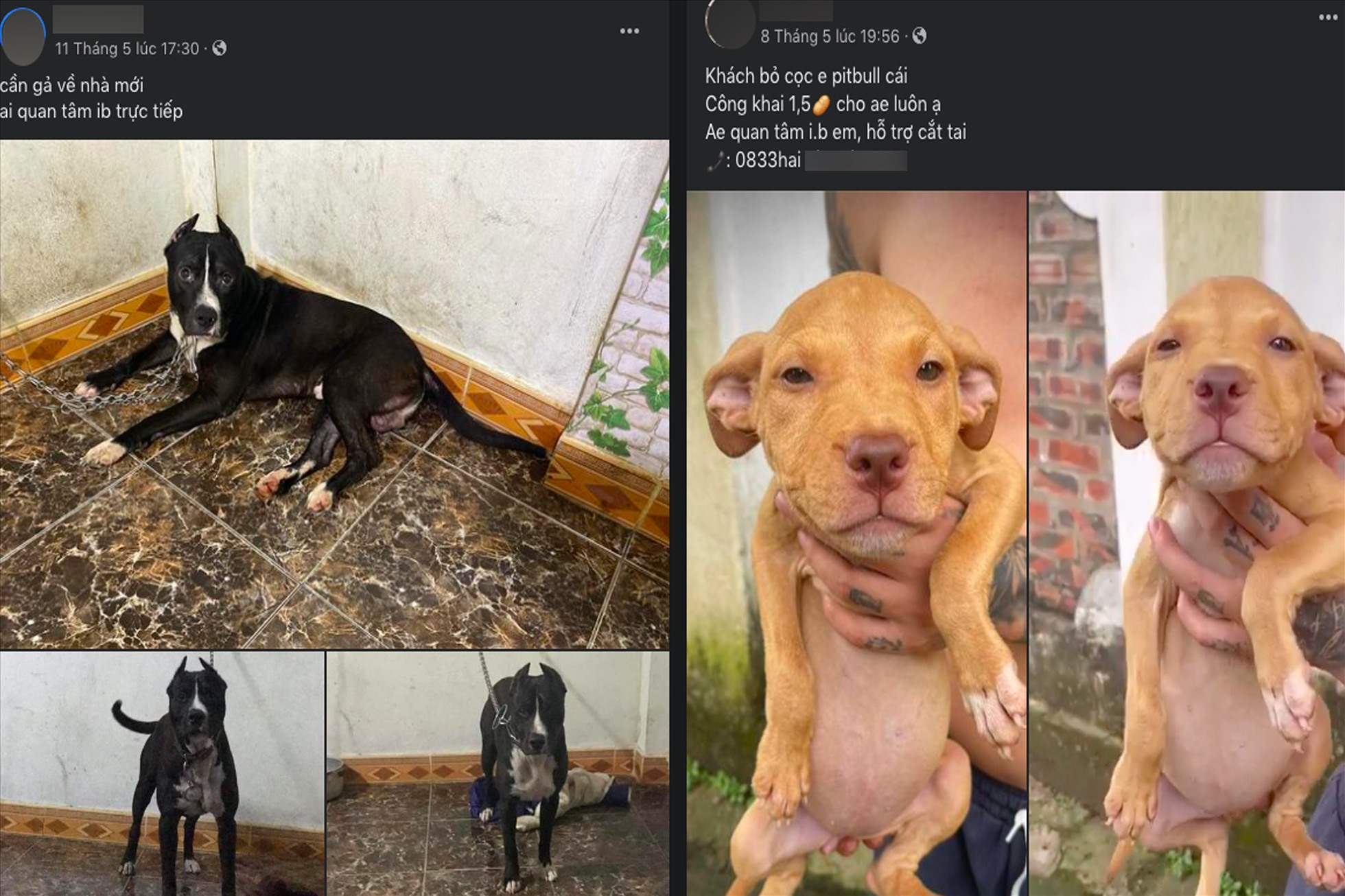 Hàng loạt vụ Pitbull cắn chết người và nguy hiểm từ việc mua bán chó tràn  lan