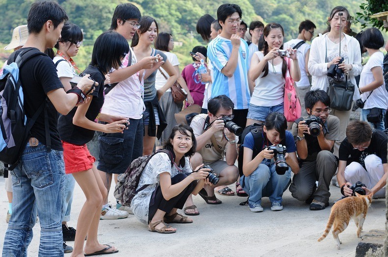 Những con mèo là ngôi sao ở làng Hầu Động. Ảnh: copycatko/Flickr