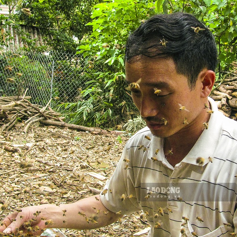 Ông Nguyễn Đức Lợi chăm sóc đàn ong.