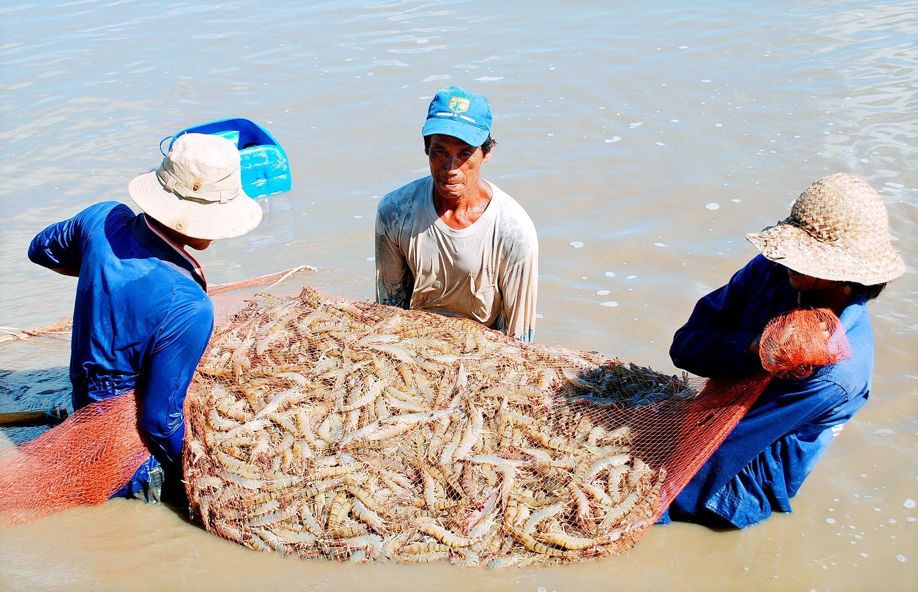 Chi phí sản xuất cao khiến giá thành con tôm Việt Nam khó cạnh tranh với con tôm của các nhà xuất khẩu khác. Ảnh: Nhật Hồ