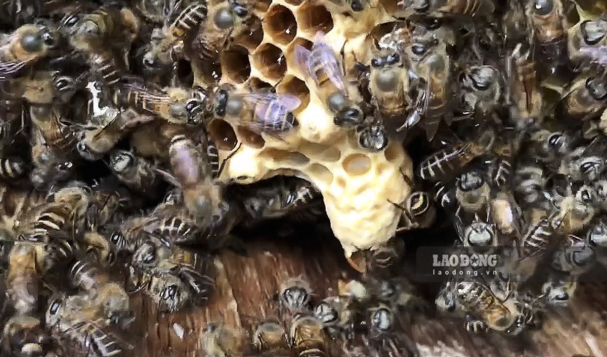 Đàn ong rừng đã được thuần dưỡng. Ảnh: Thanh Bình
