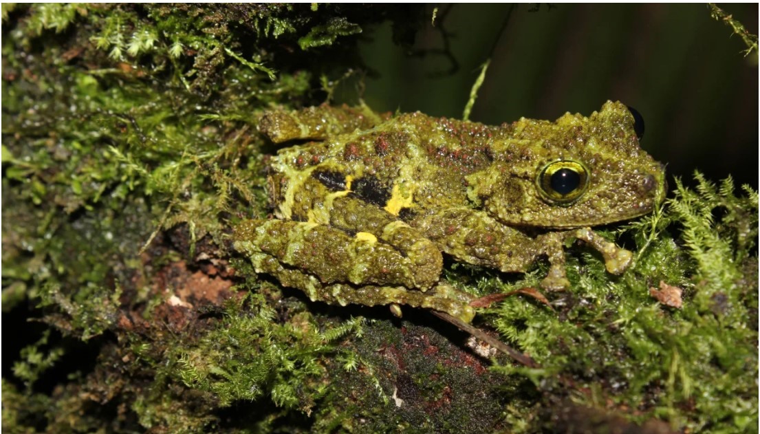 Ếch Theloderma khoii được tìm thấy ở vùng rừng núi đá vôi vùng đông bắc Việt Nam. Ảnh: WWF