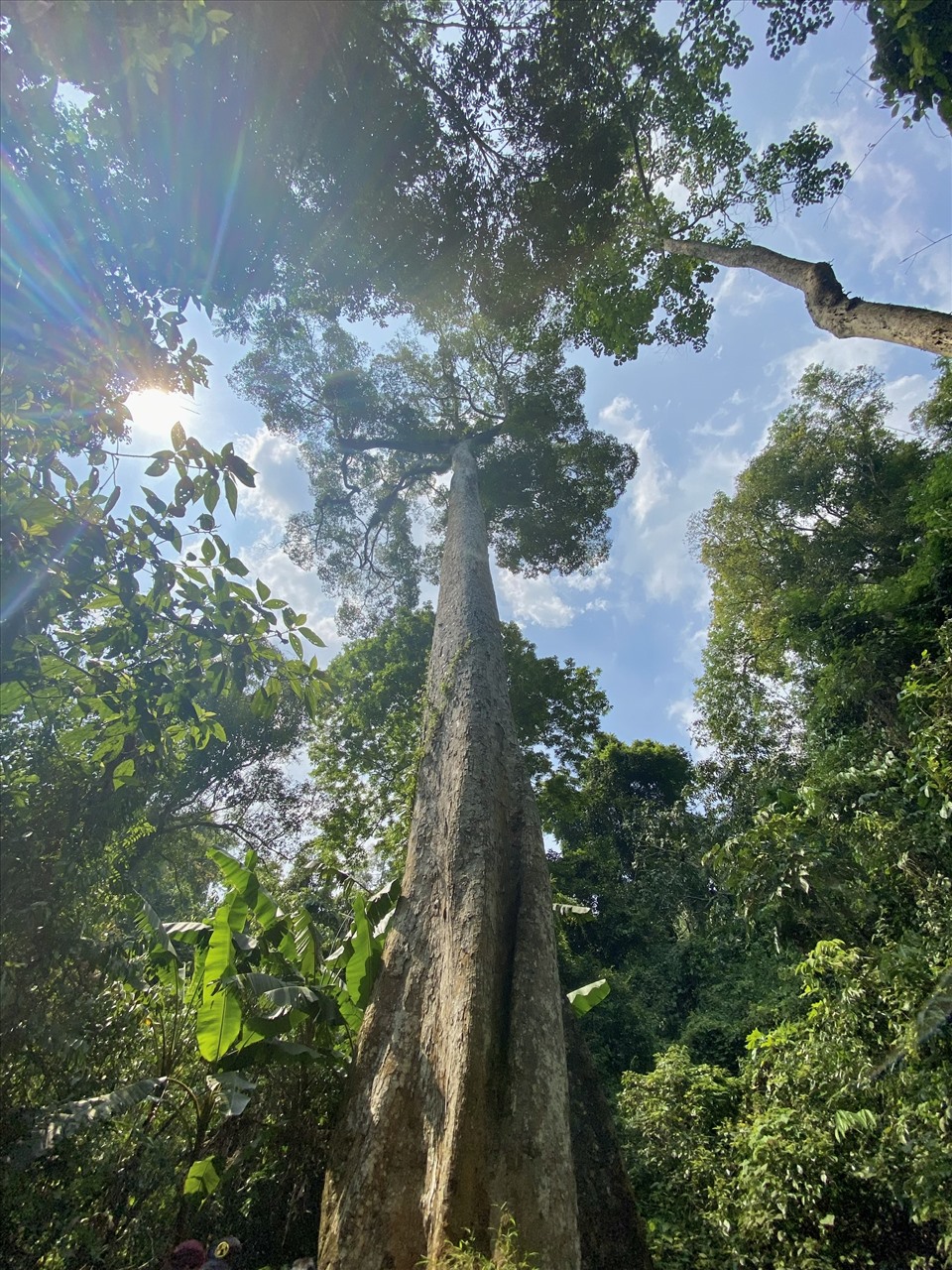 Cây trò 400 tuổi trong rừng Cúc Phương.