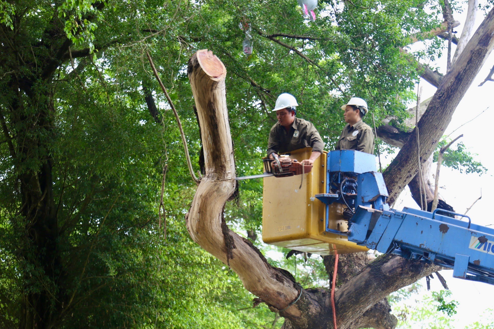 Công ty TNHH MTV Công viên Cây xanh Hà Nội trực tiếp thực hiện chặt hạ cây sưa đỏ. Ảnh: Thuỳ Dung