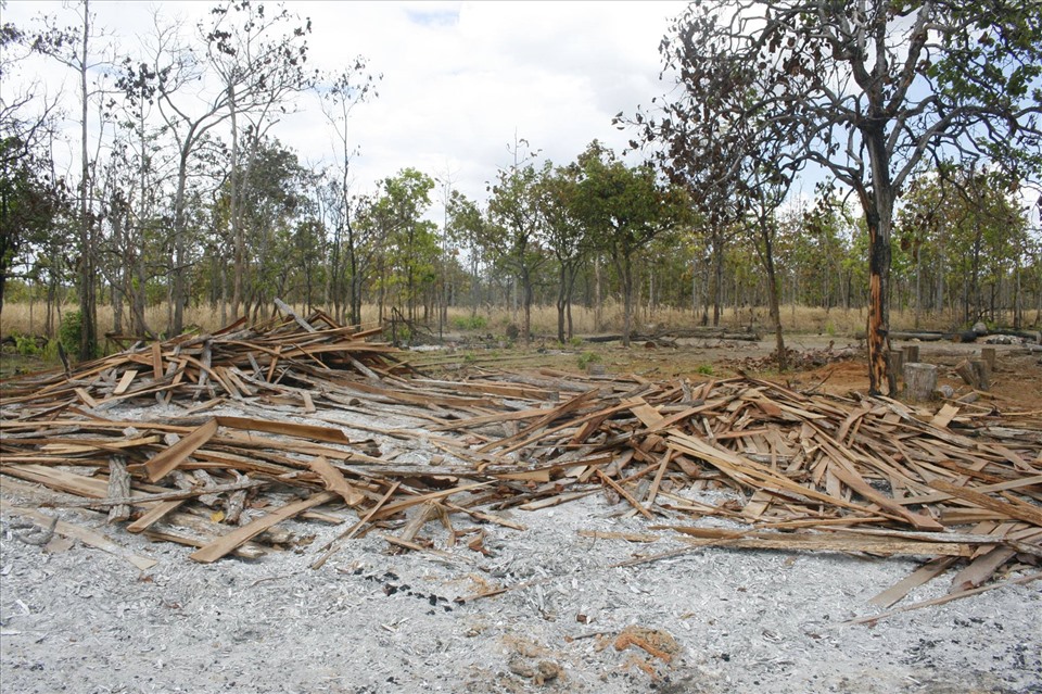 Nhiều địa phương vẫn có nguy cơ xảy ra cháy rừng. Ảnh Xuyên Đông