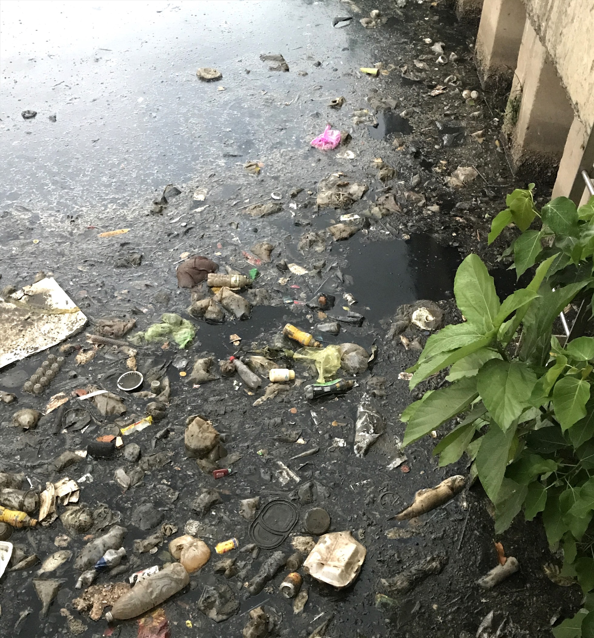 Xác cá và rác nổi lềnh bềnh trên kênh Nhiêu Lộc - Thị Nghè.  Ảnh: Yến Nhi
