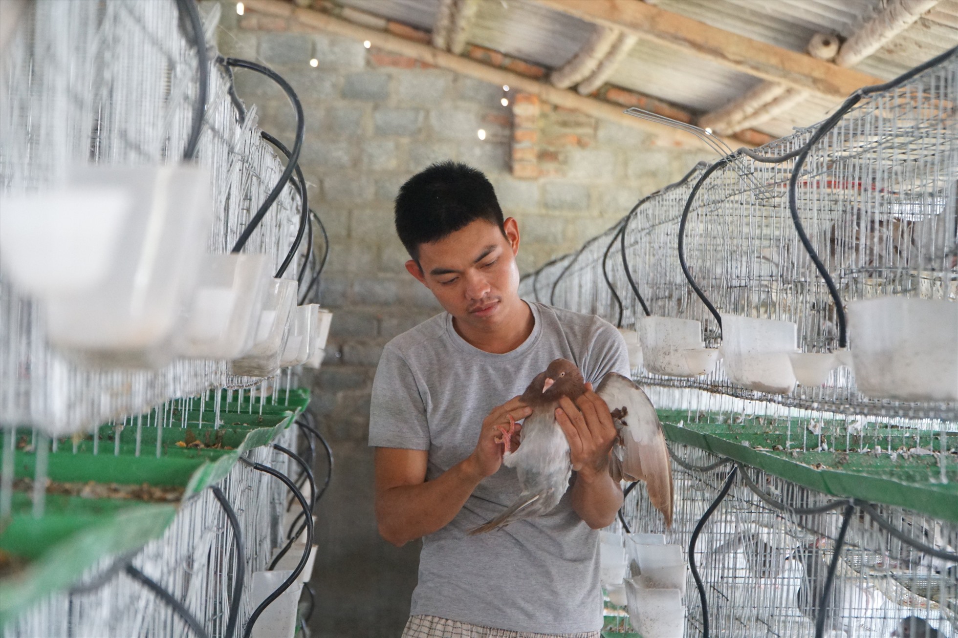 Anh Lê Văn Chinh kiểm tra tình trạng sức khỏe của chim bồ câu. Ảnh: Quách Du
