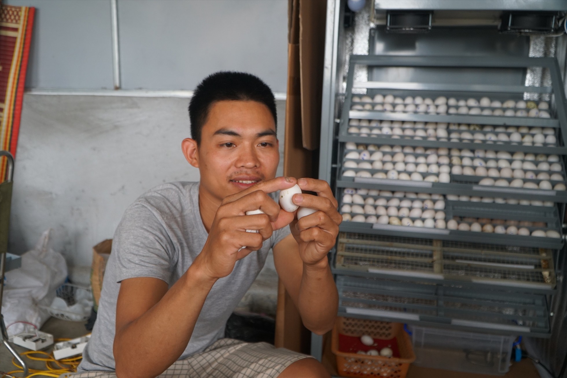 Trứng chim bồ câu được anh Chinh cho vào lò ấp để đạt tỉ lệ nở cao. Ảnh: Quách Du