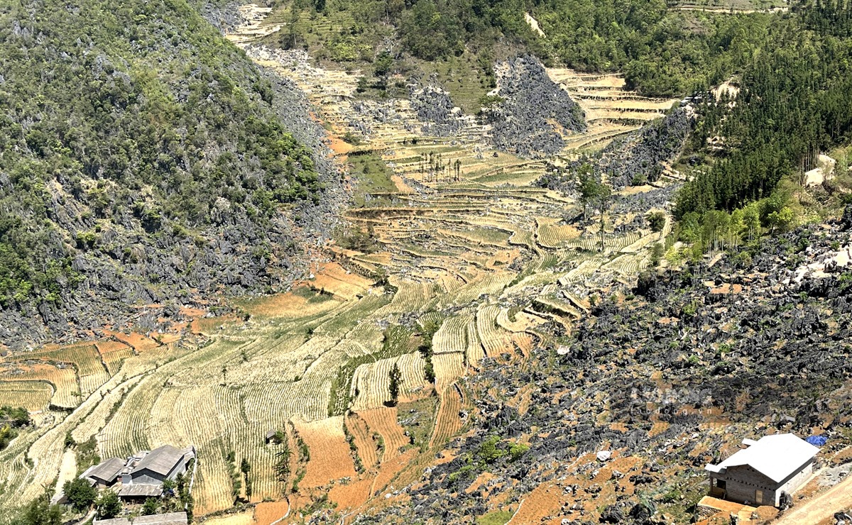 Những nương ngô trên vùng núi đá Hà Giang vốn đã quen với khô hạn nhưng đang đứng trước nguy cơ chết khô do tình trạng hạn hán nghiêm trọng của năm nay.