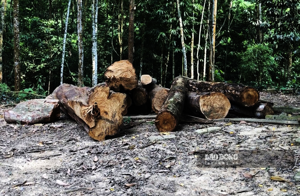 Một số cây gỗ được chuyển về phía sau một nhà dân tại xóm Khe Cạn (xã Cây Thị). Ảnh: Việt Bắc.