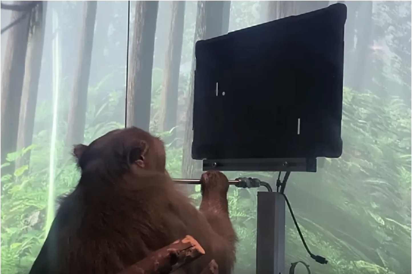 Neuralink đã từng thử nghiệm trên khỉ và cho kết quả là chúng có thể chơi điện tử mà không cần chạm vào màn hình hay tay cầm. Ảnh: Neuralink