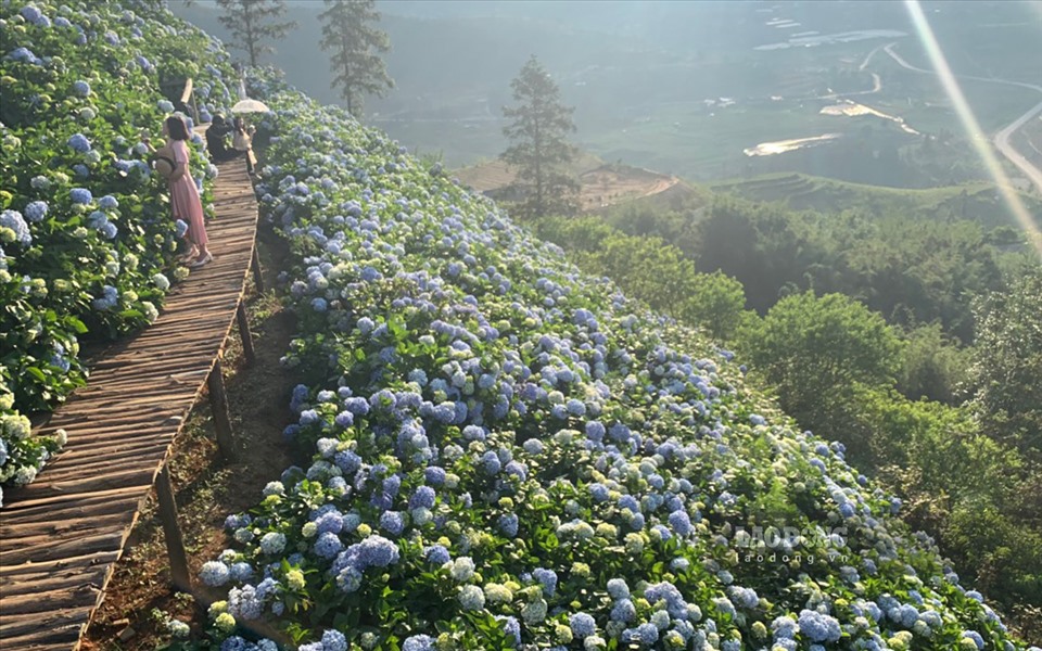 Điều đặc biệt để thu hút du khách đó là hoa cẩm tú cầu được trồng tập trung hàng loạt trên sườn đồi, khi hoa nở sẽ tạo hiệu ứng lung linh, đẹp huyền ảo mà không nơi đâu có được.